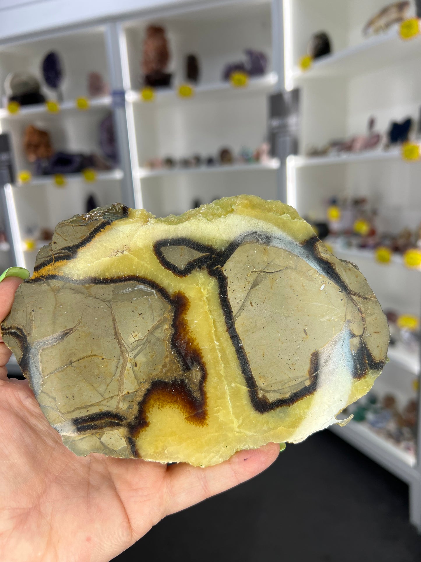 Septarian Slab