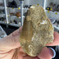 Mosasaurus Anceps Tooth in Matrix