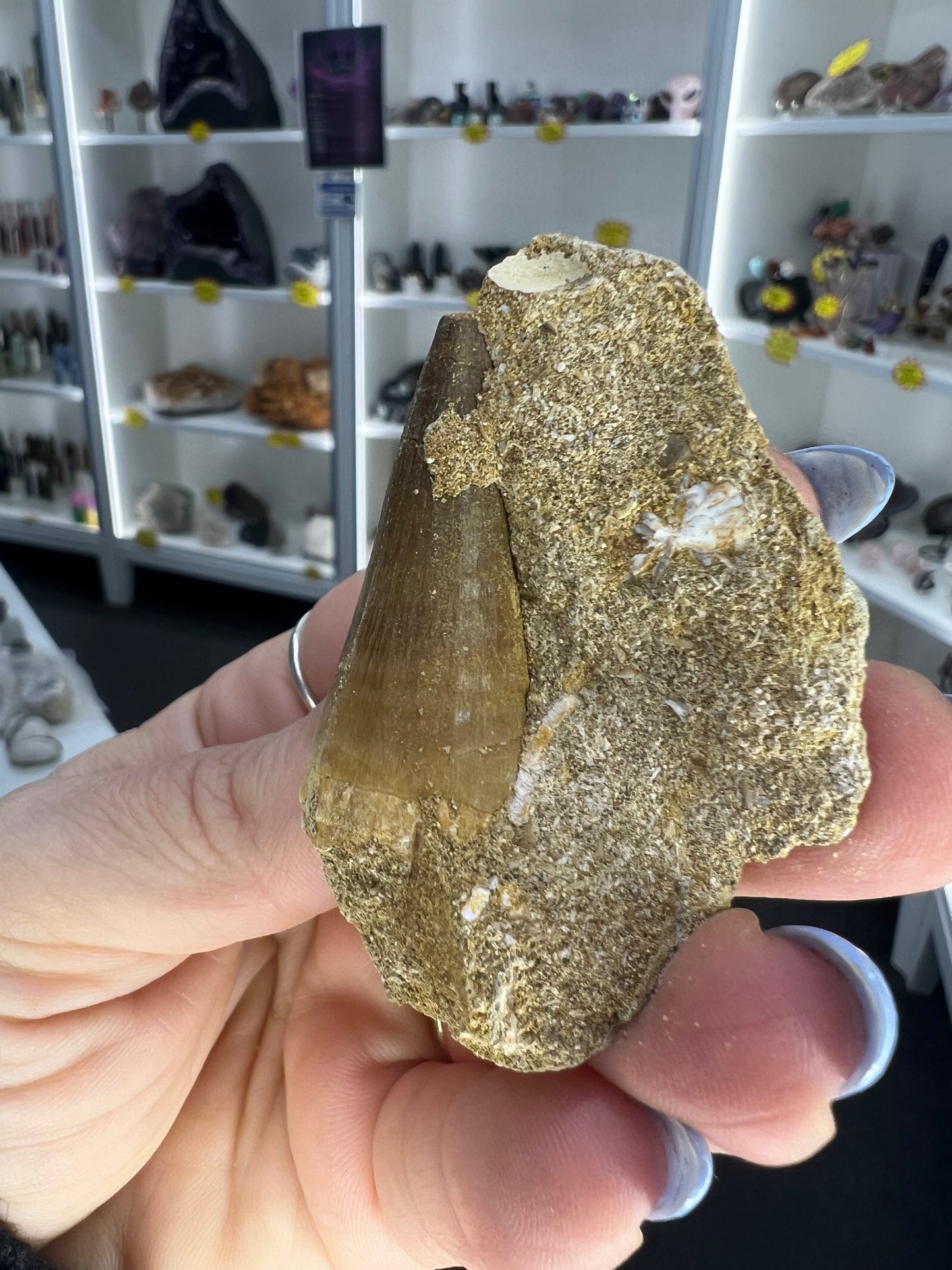 Mosasaurus Anceps Tooth in Matrix