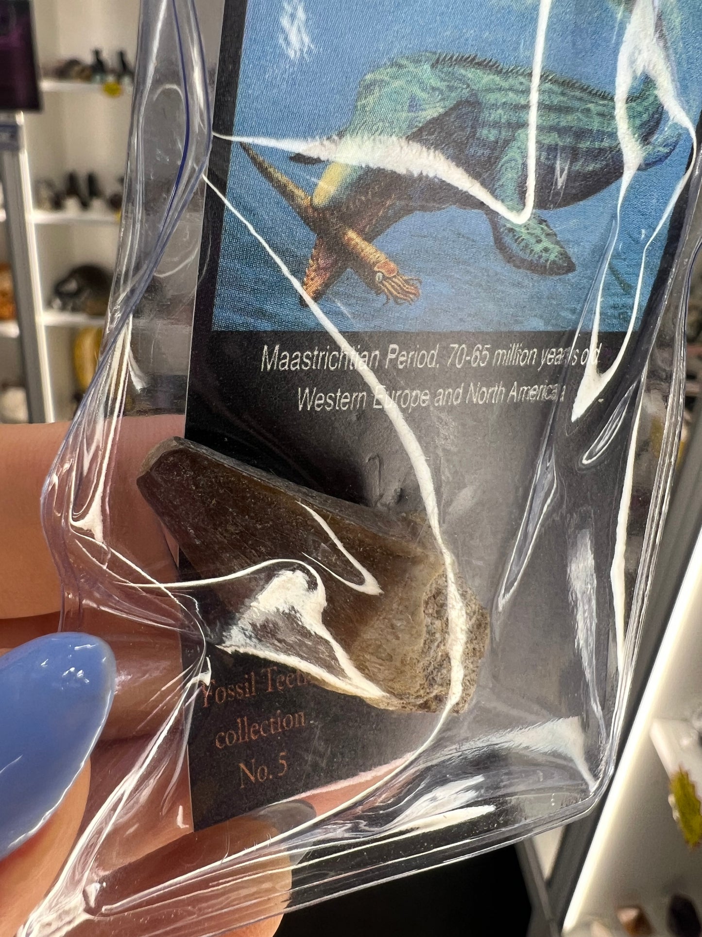 Mosasaurus Anceps Tooth