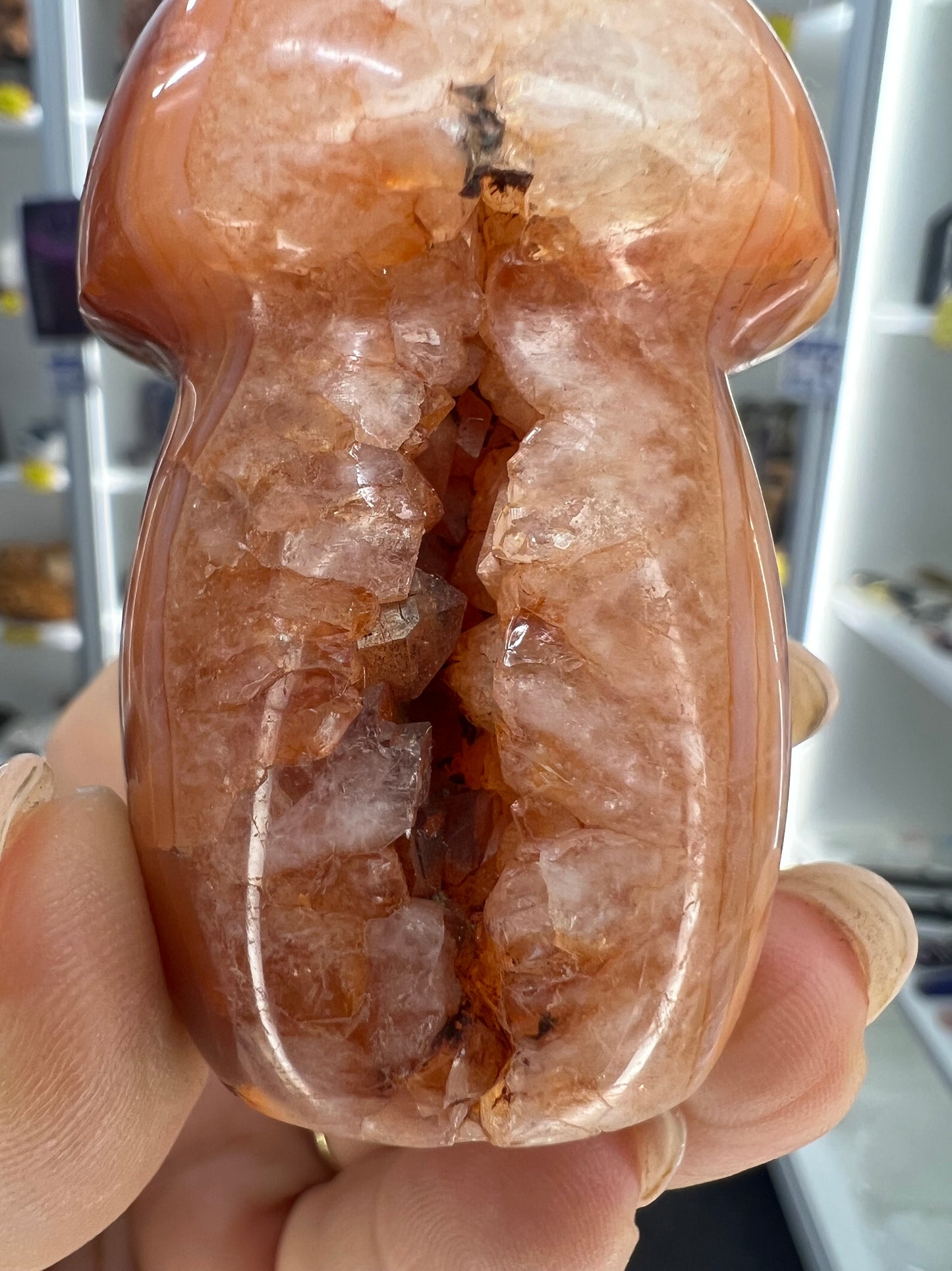 Carnelian Mushroom