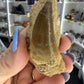 Mosasaurus Anceps Tooth in Matrix