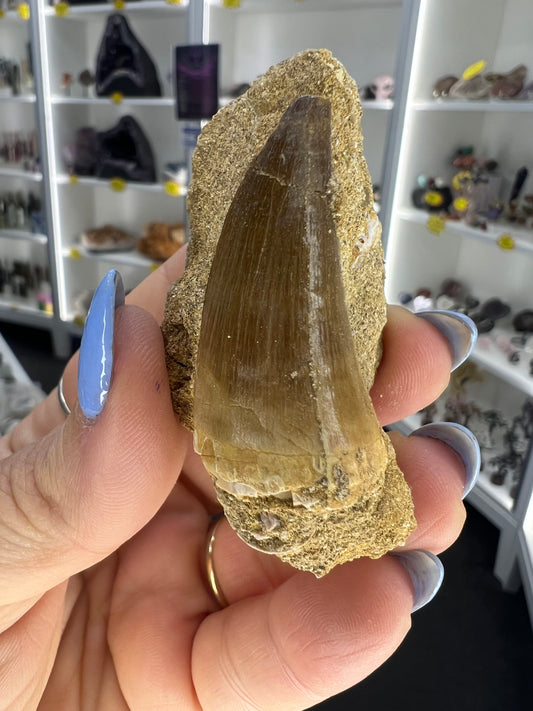 Mosasaurus Anceps Tooth in Matrix