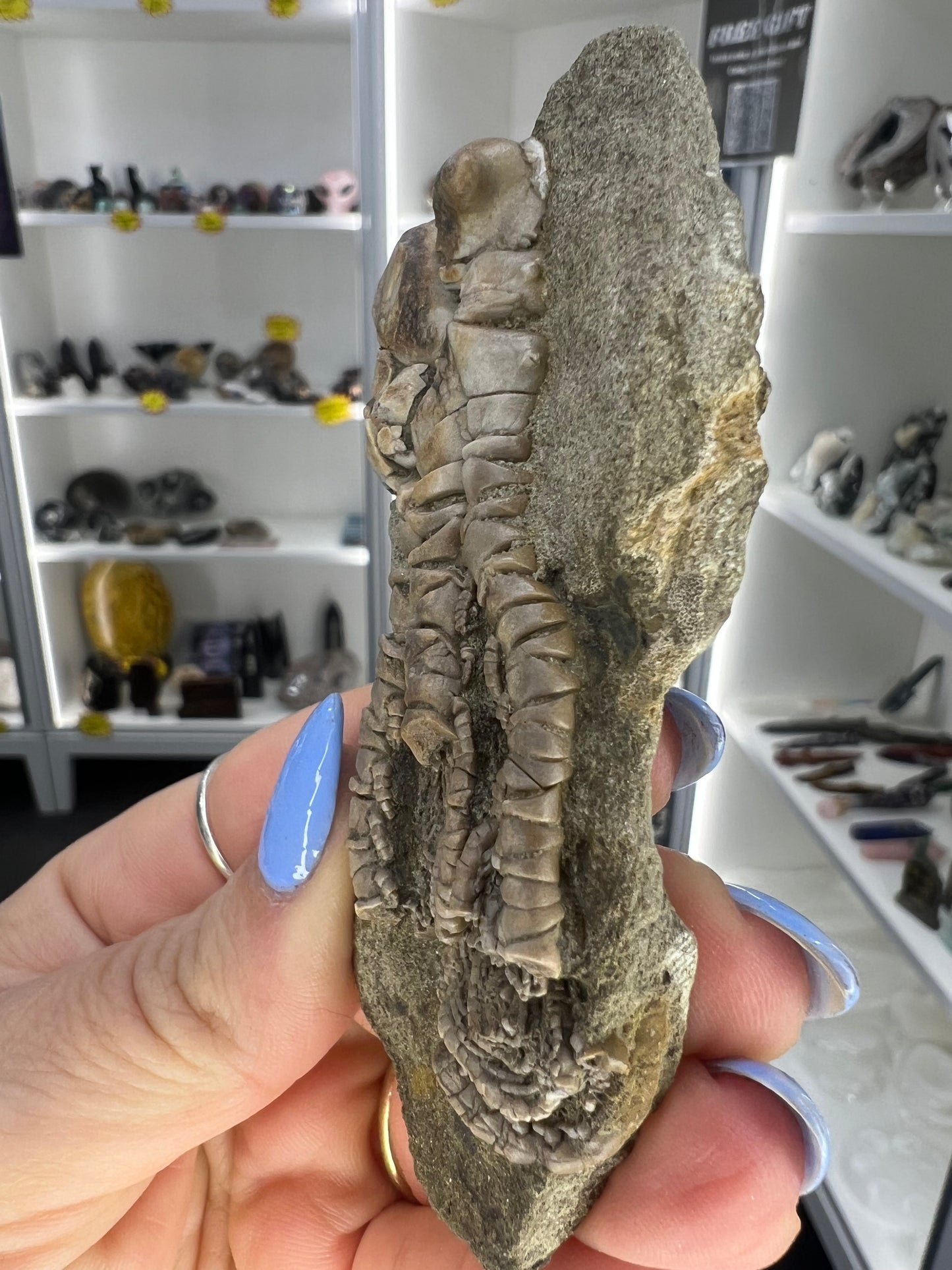 Jimbacriinus Bostocki Crinoid in Matrix
