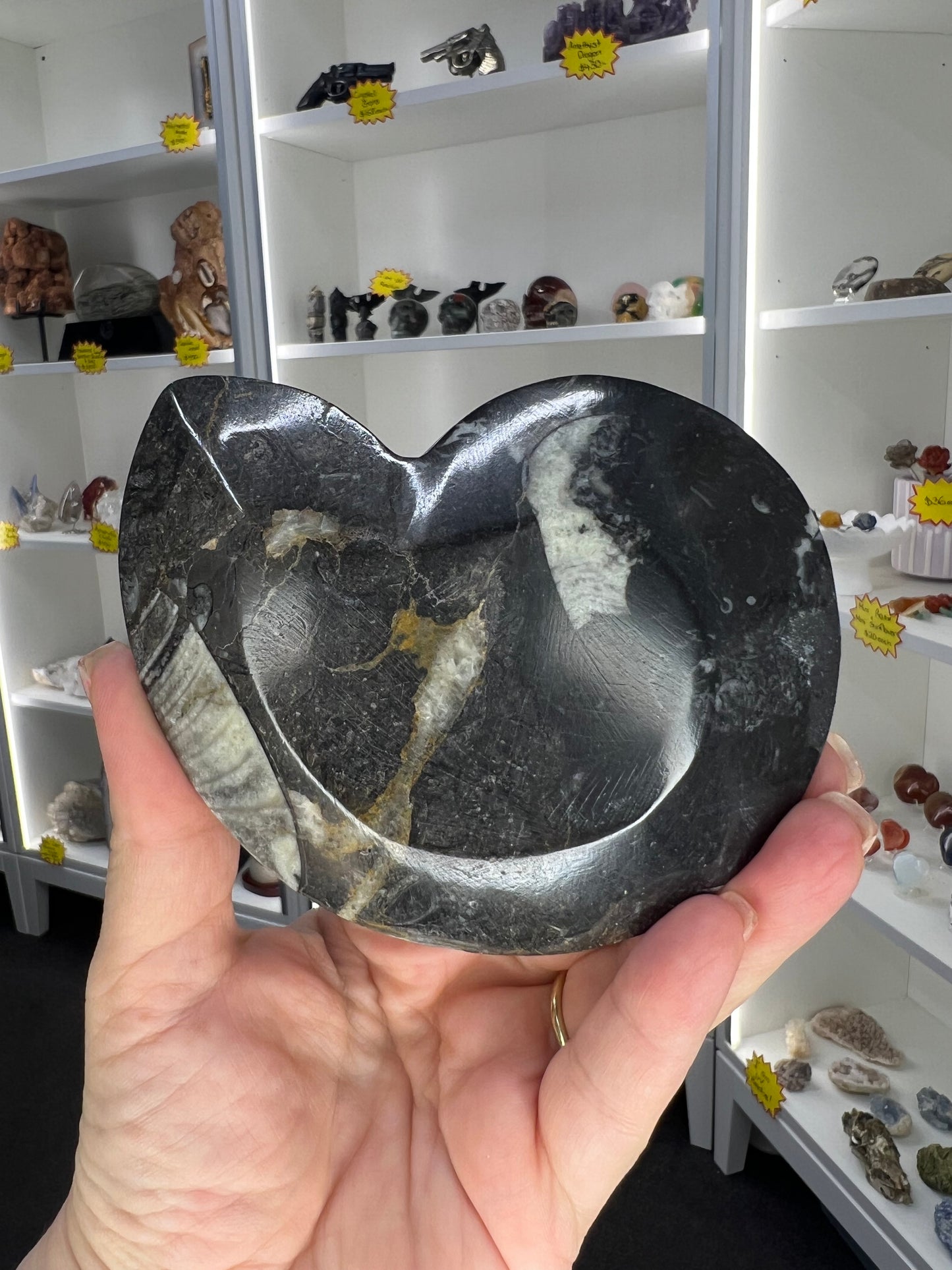 Goniatite Plate