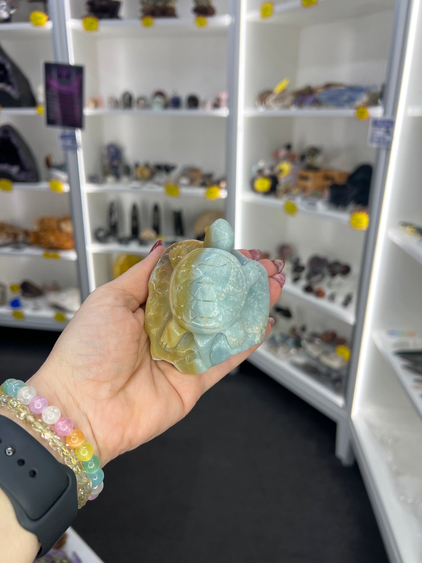 Caribbean Calcite Turtle