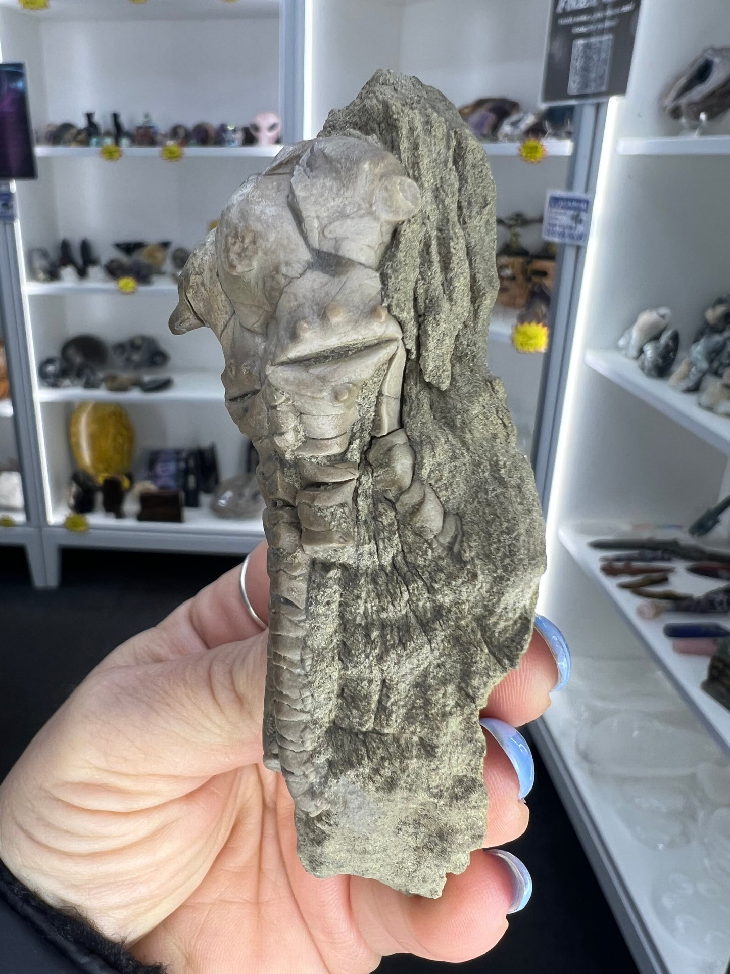 Jimbacriinus Bostocki Crinoid in Matrix