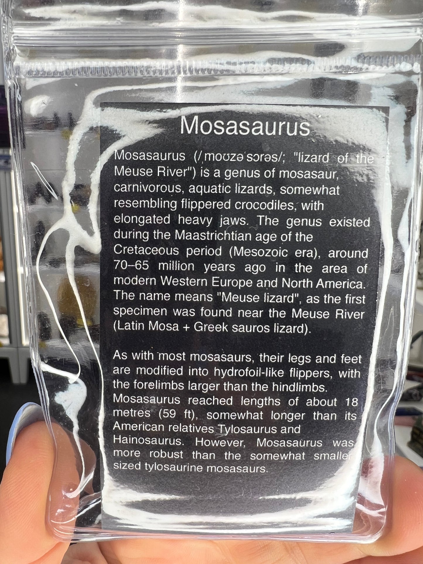 Mosasaurus Anceps Tooth