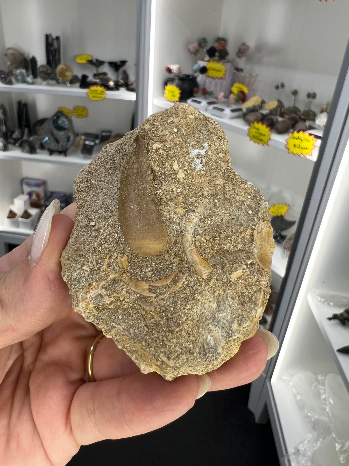 Dinosaur Tooth in Matrix