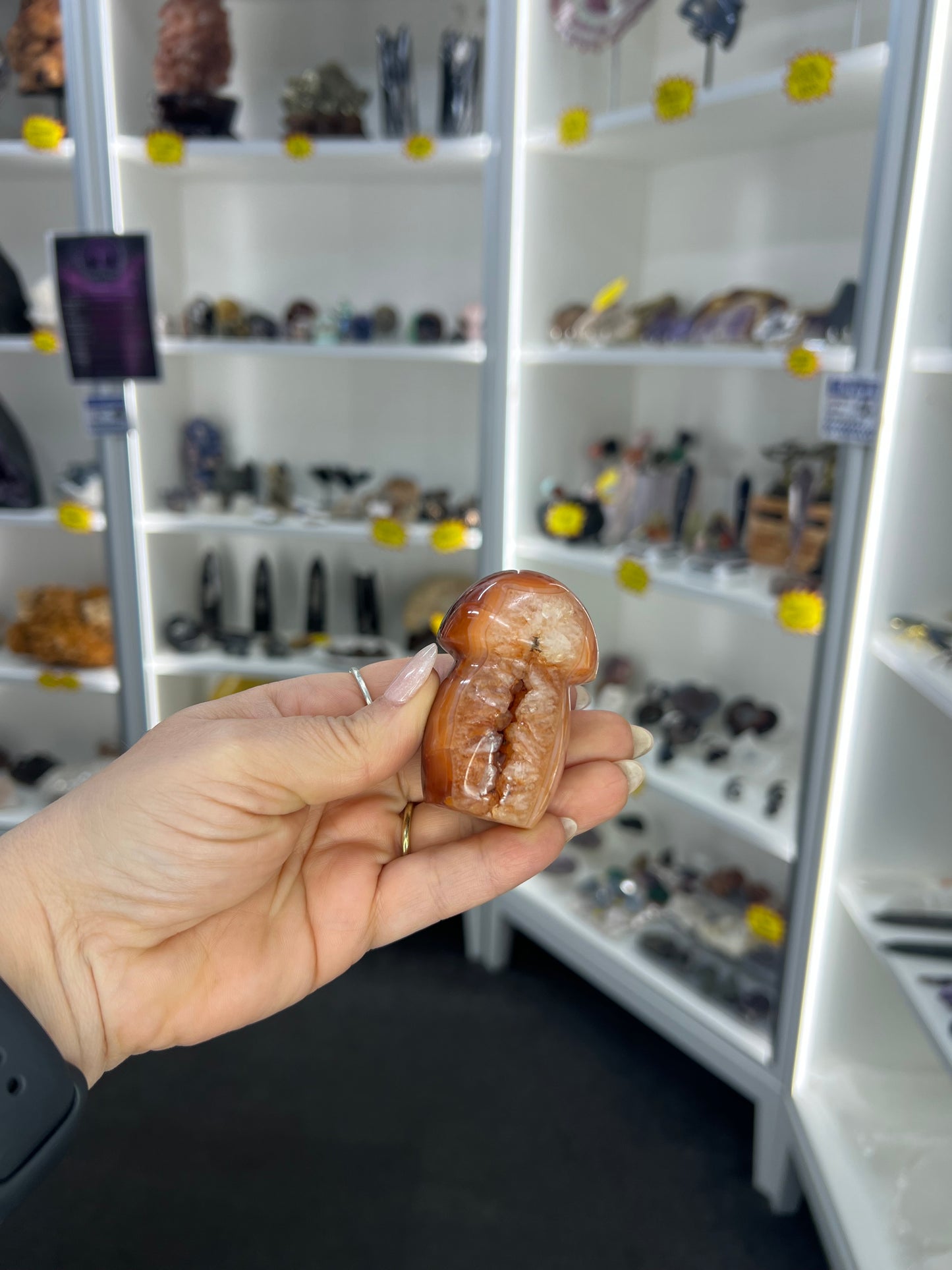 Carnelian Mushroom