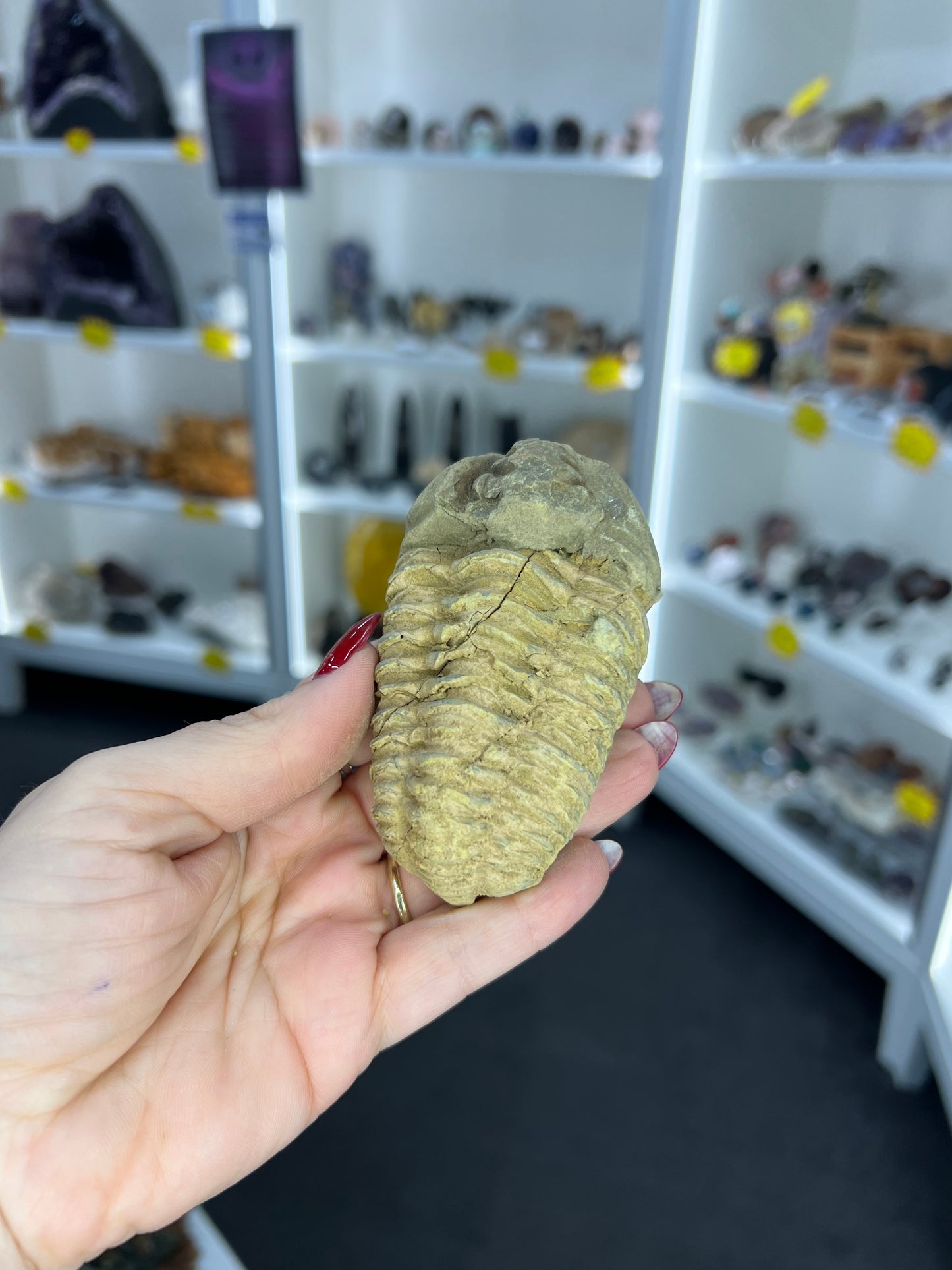Trilobite Fossil