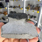 Trilobite in Matrix