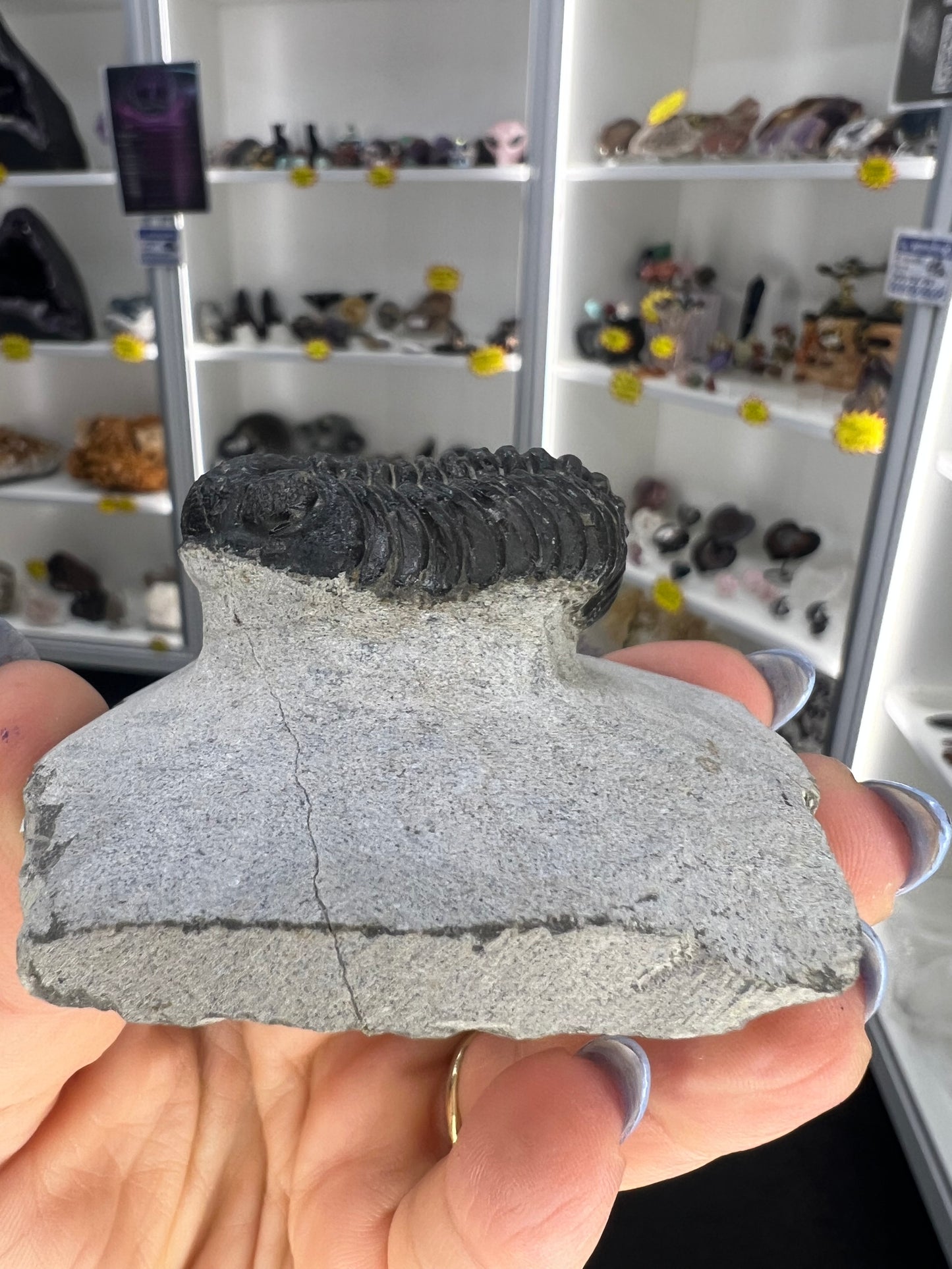 Trilobite in Matrix