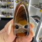 Sardonyx Little Guy