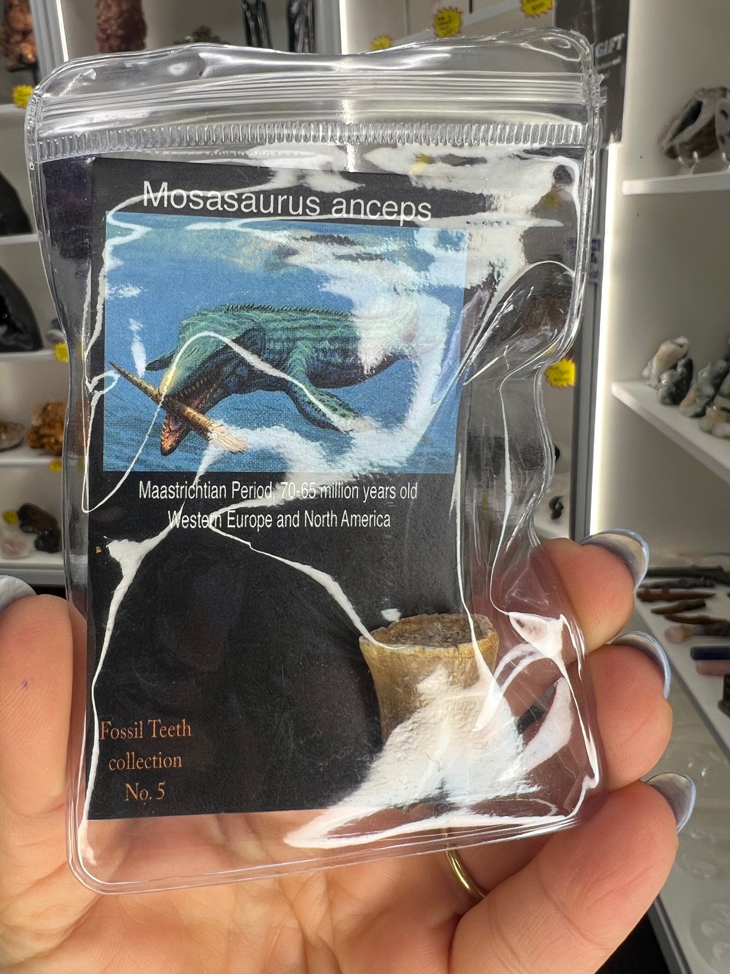 Mosasaurus Anceps Tooth