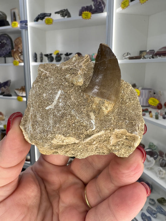 Monasaur Tooth in Matrix