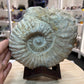 Agadir Ammonite Fossil on Wooden Stand