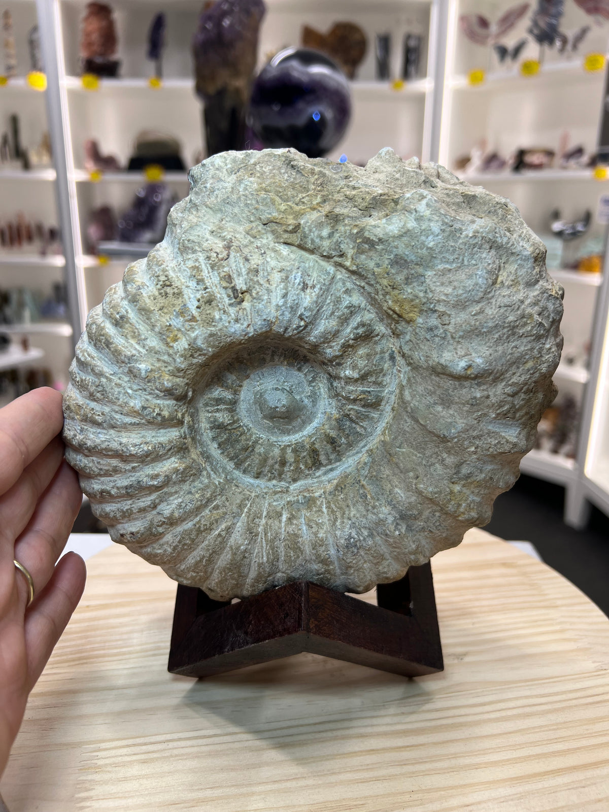 Agadir Ammonite Fossil on Wooden Stand