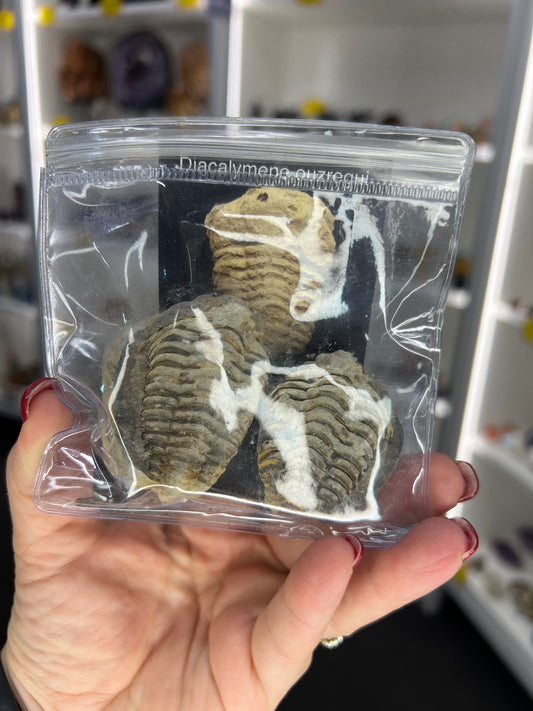 Trilobite