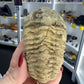 Trilobite Fossil