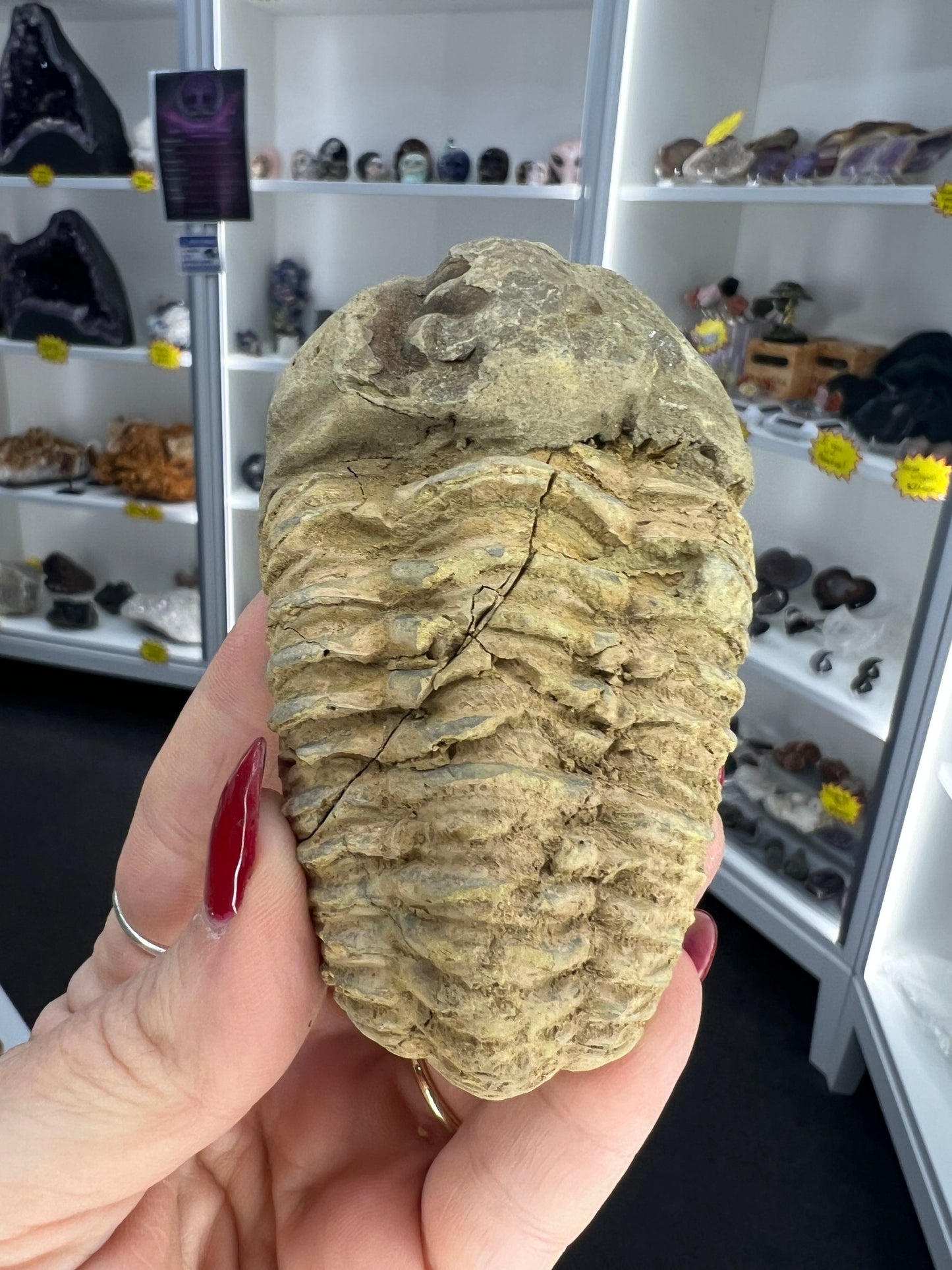 Trilobite Fossil