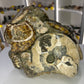 Absolutely Incredible Ammonite Cluster
