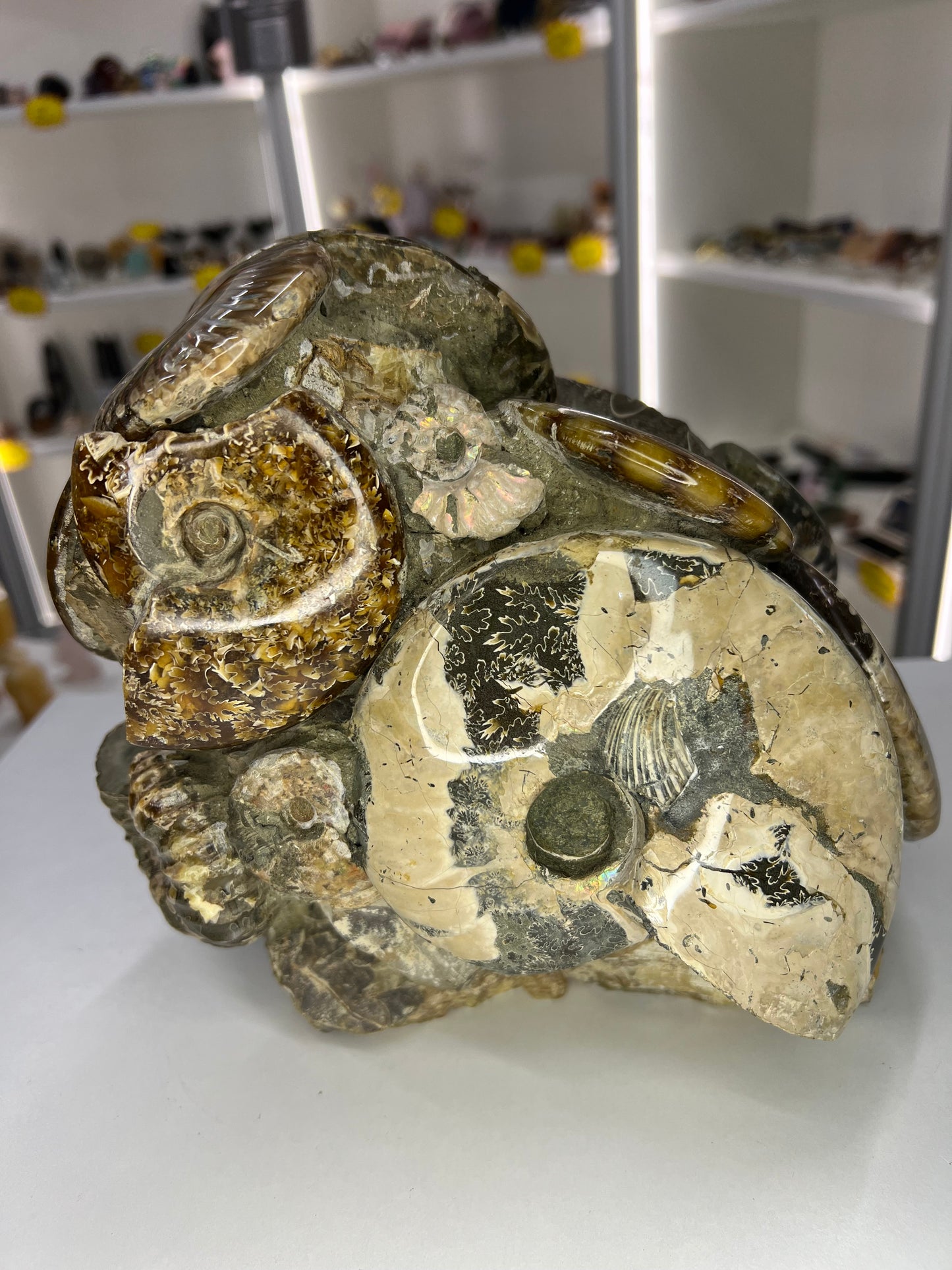 Absolutely Incredible Ammonite Cluster