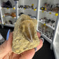Mosasaurus Anceps Tooth in Matrix