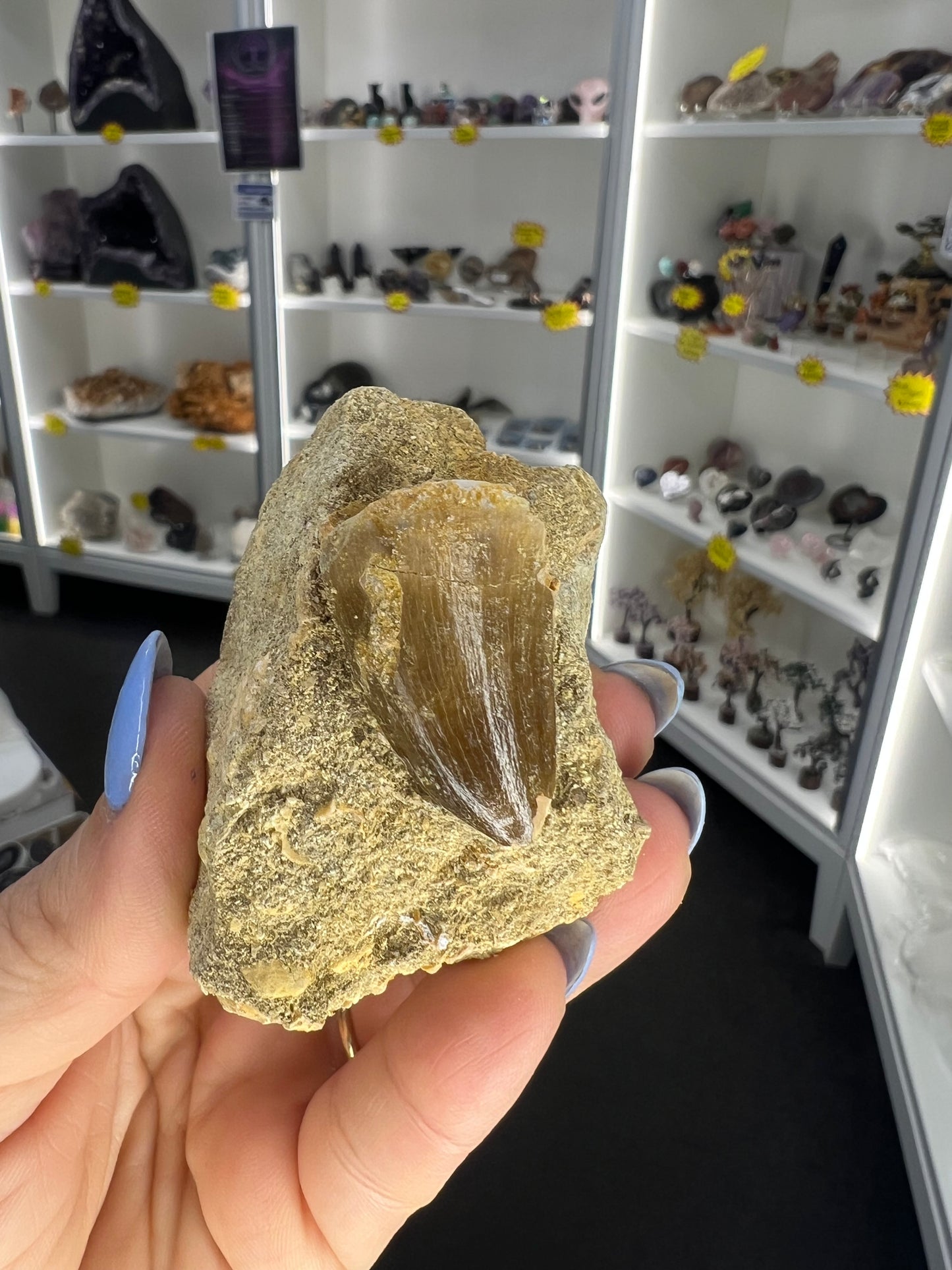 Mosasaurus Anceps Tooth in Matrix