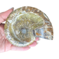 Ammonite Bowl