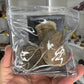 Trilobite Fossil