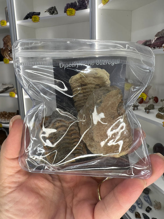 Trilobite Fossil