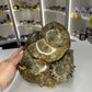 Absolutely Incredible Ammonite Cluster