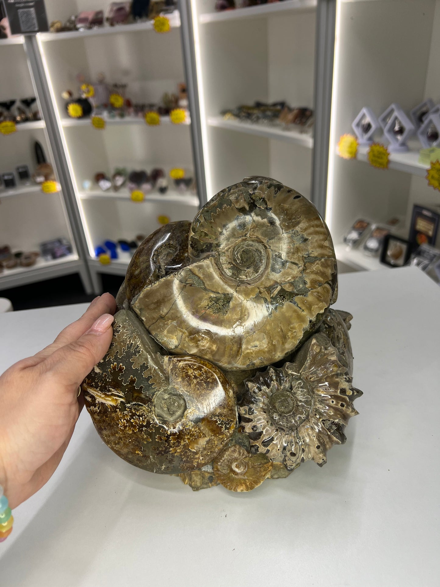 Absolutely Incredible Ammonite Cluster