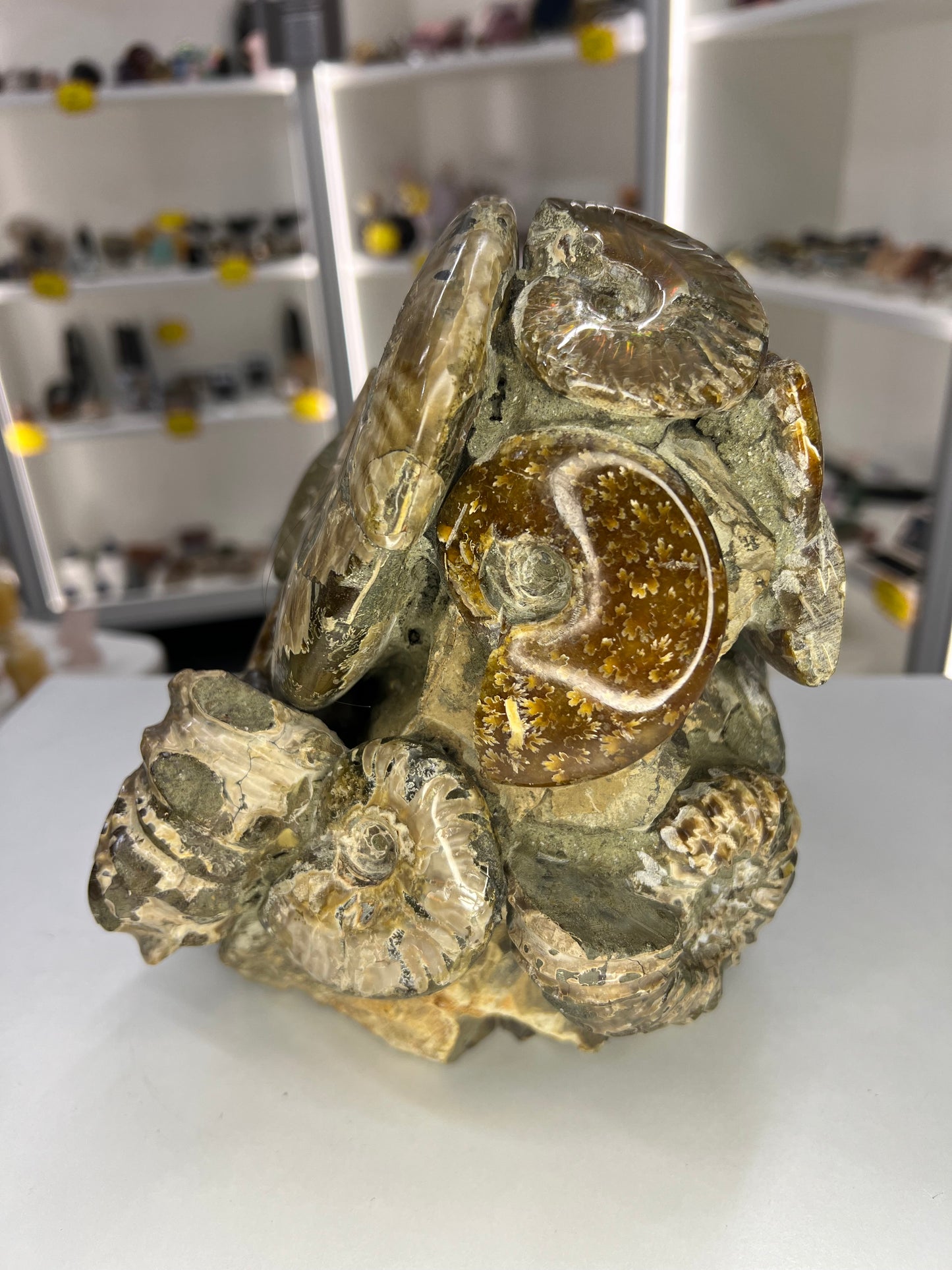 Absolutely Incredible Ammonite Cluster