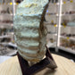 Agadir Ammonite Fossil on Wooden Stand