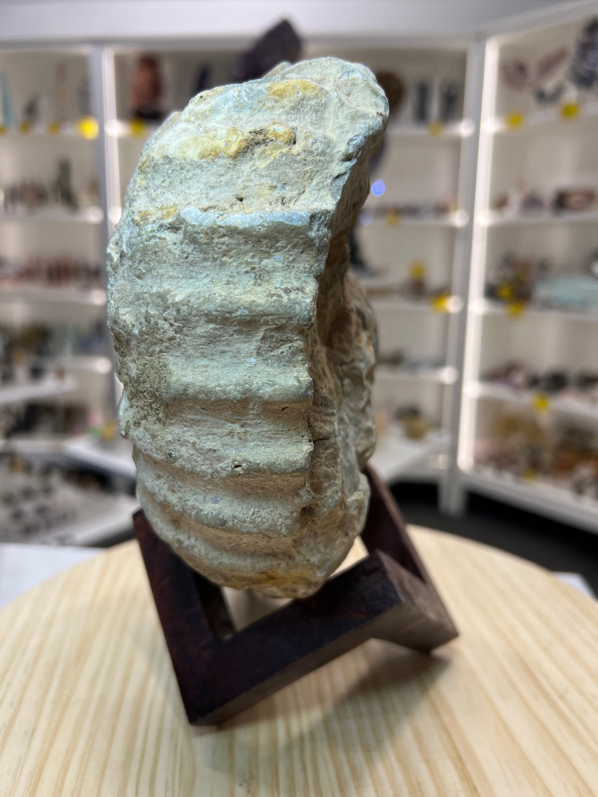 Agadir Ammonite Fossil on Wooden Stand