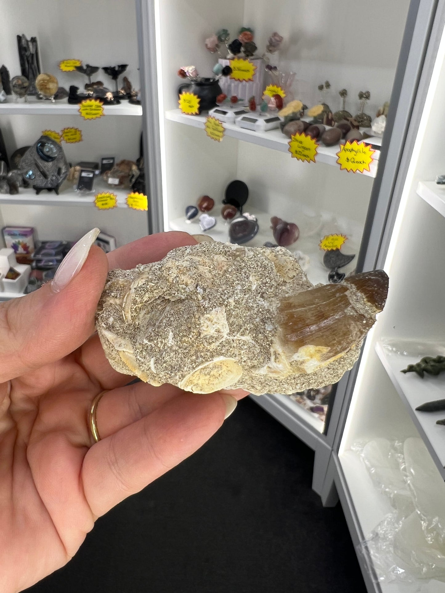 Dinosaur Tooth in Matrix