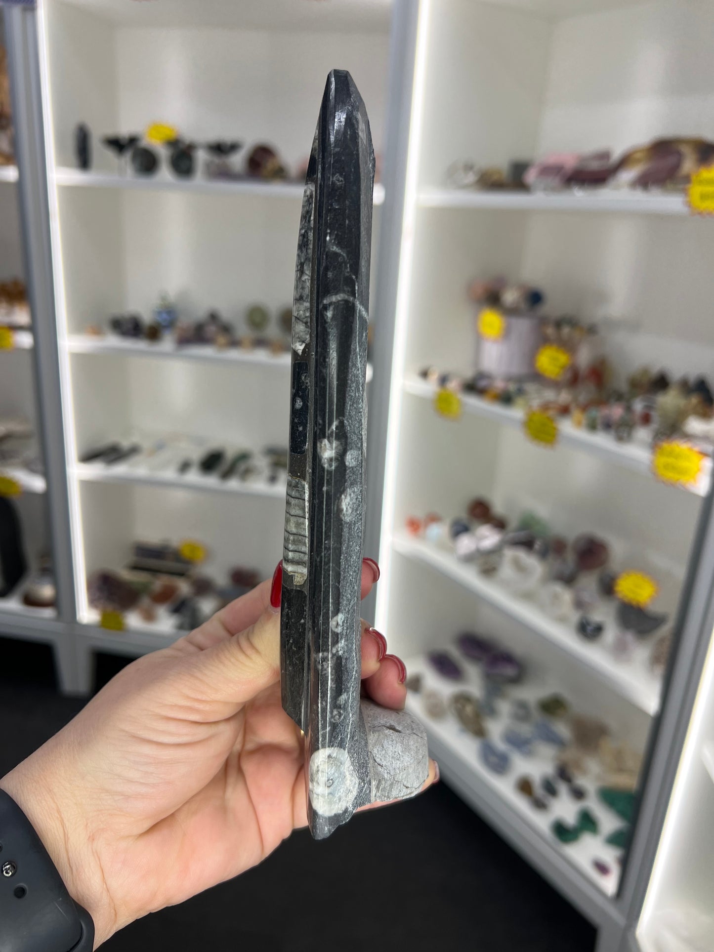 Orthoceras Totem