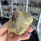 Mosasaurus Anceps Tooth in Matrix
