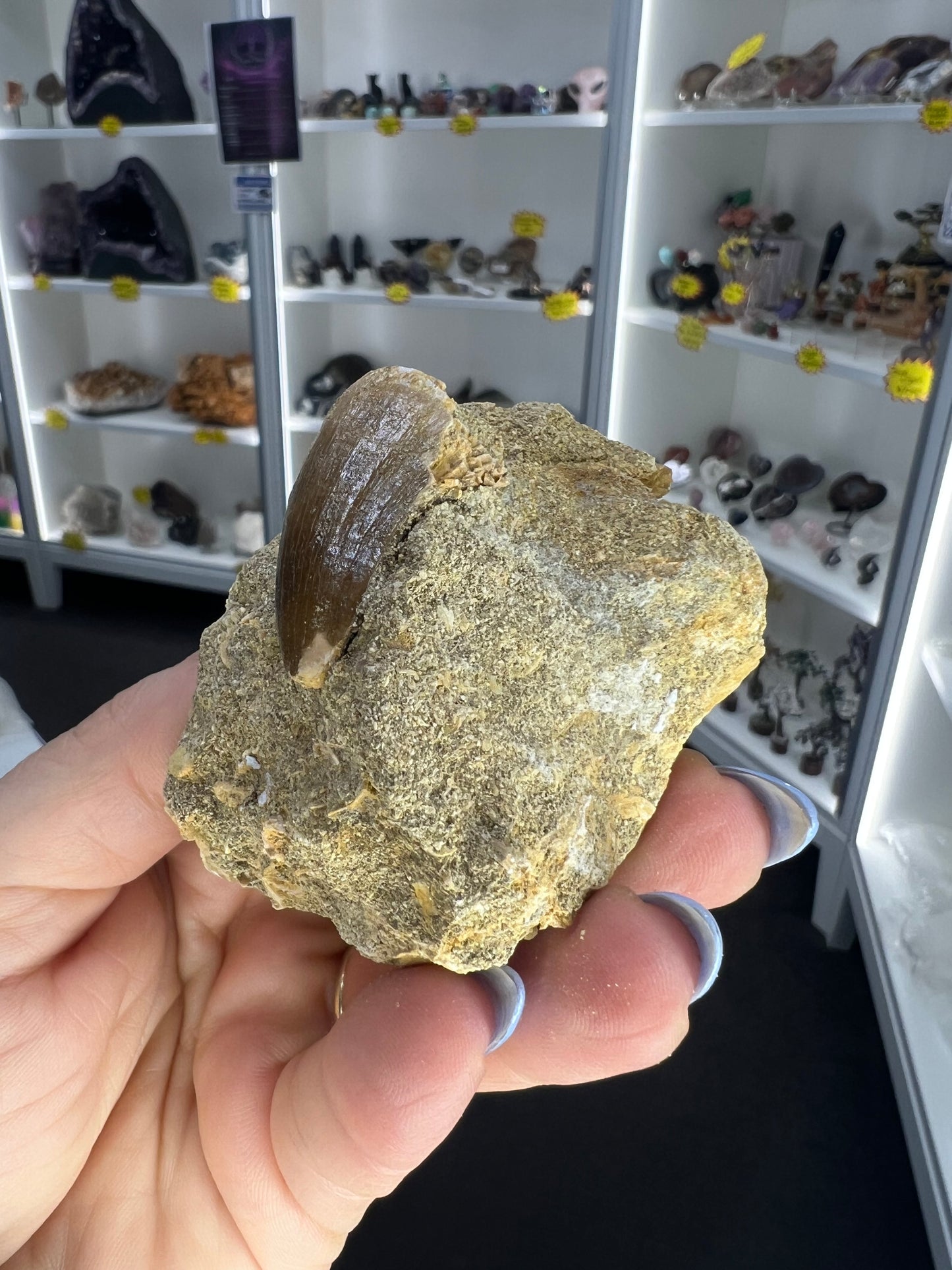 Mosasaurus Anceps Tooth in Matrix