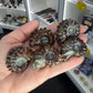 Ammonite Fossil