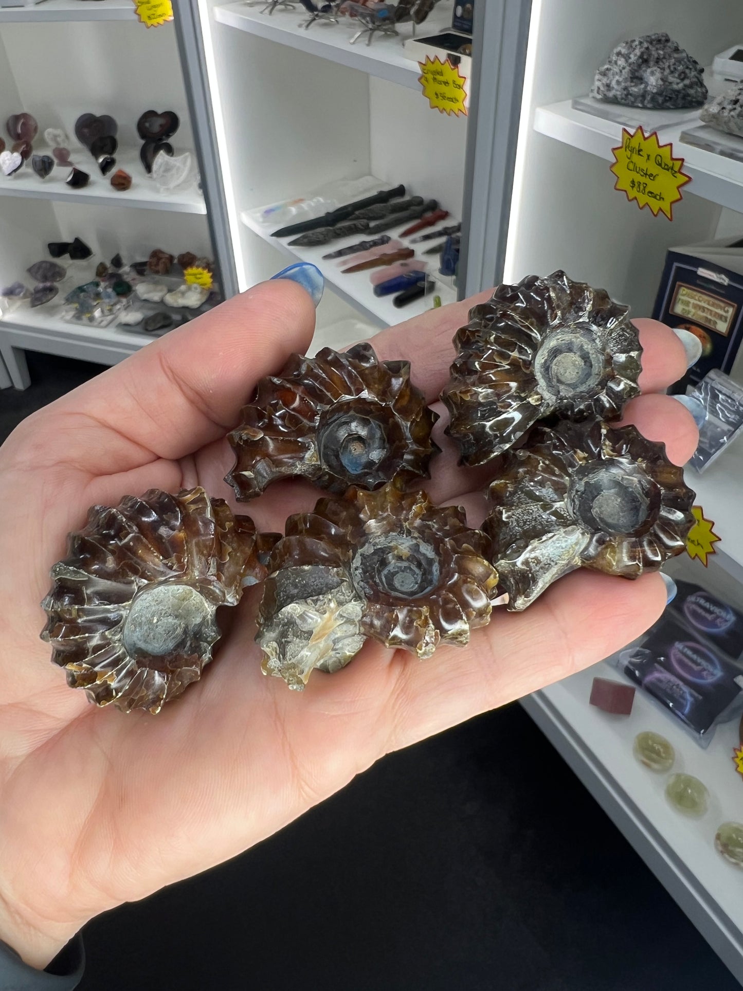 Ammonite Fossil