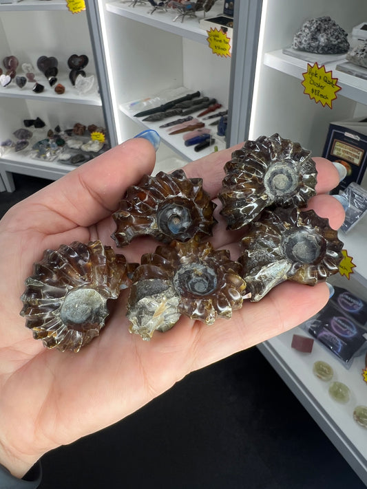 Ammonite Fossil