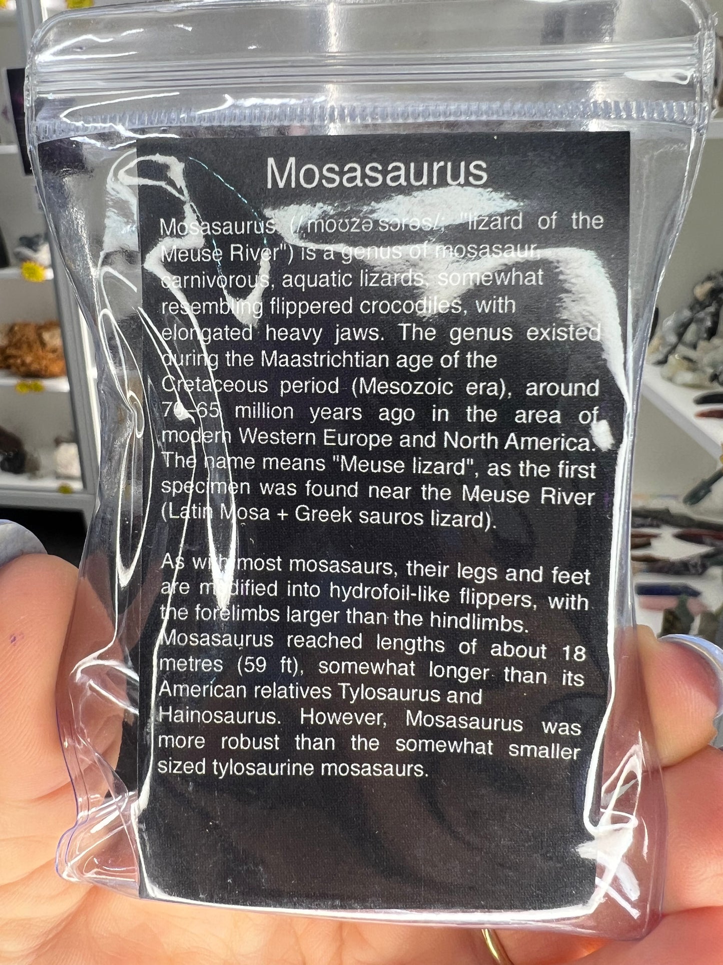 Mosasaurus Anceps Tooth
