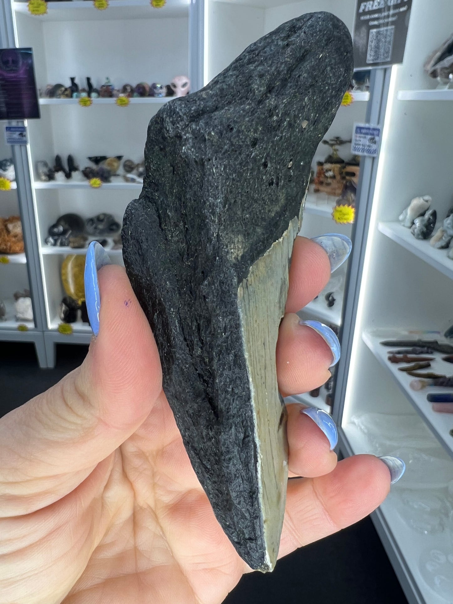 Megalodon Tooth