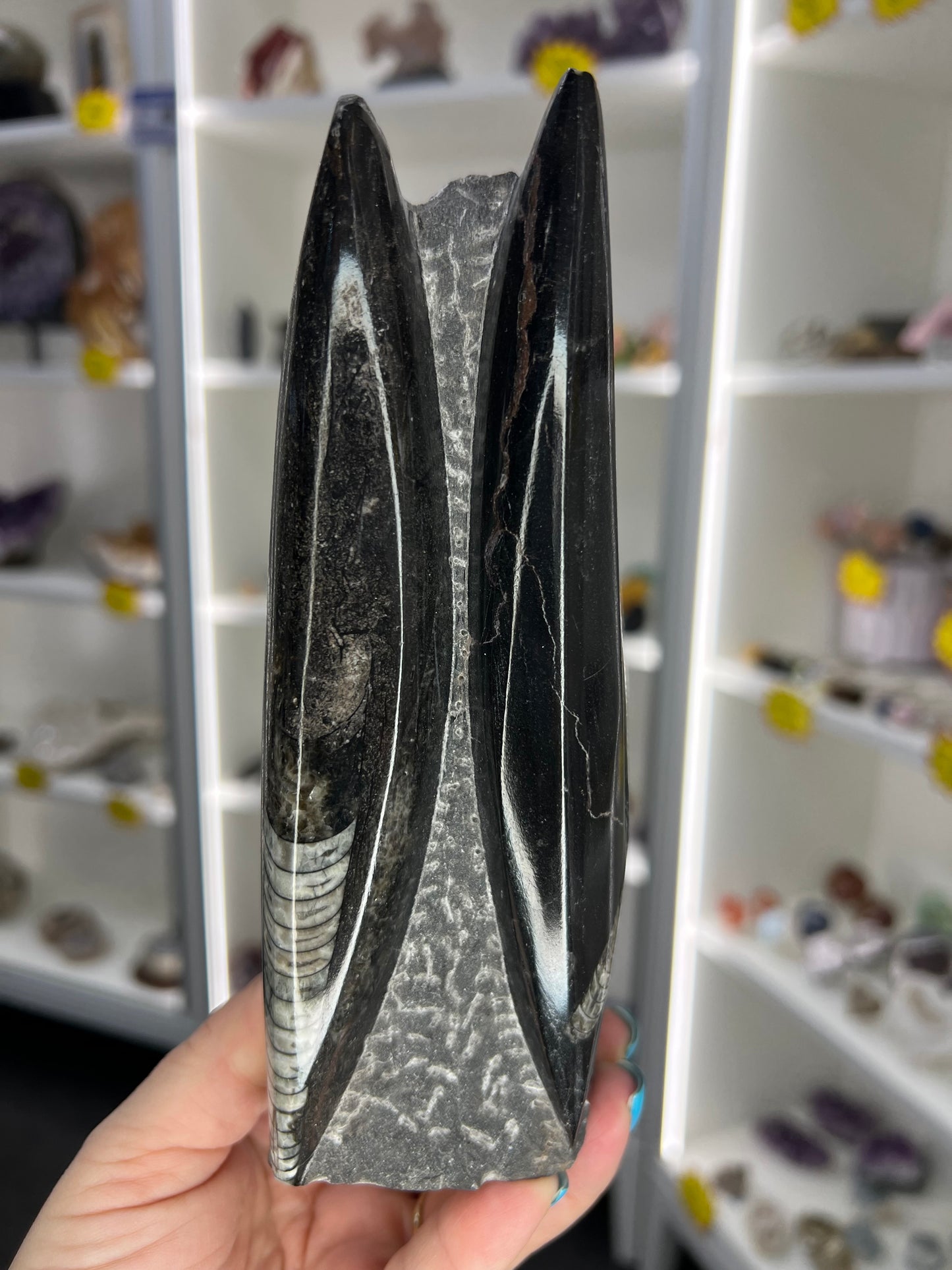 Orthoceras Tower