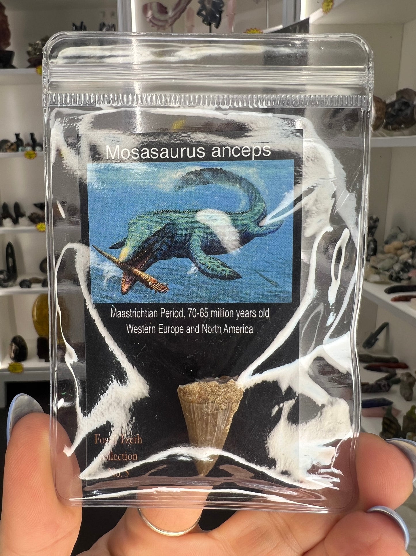 Mosasaurus Anceps Tooth