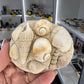 Turritella Shell Cluster Slab