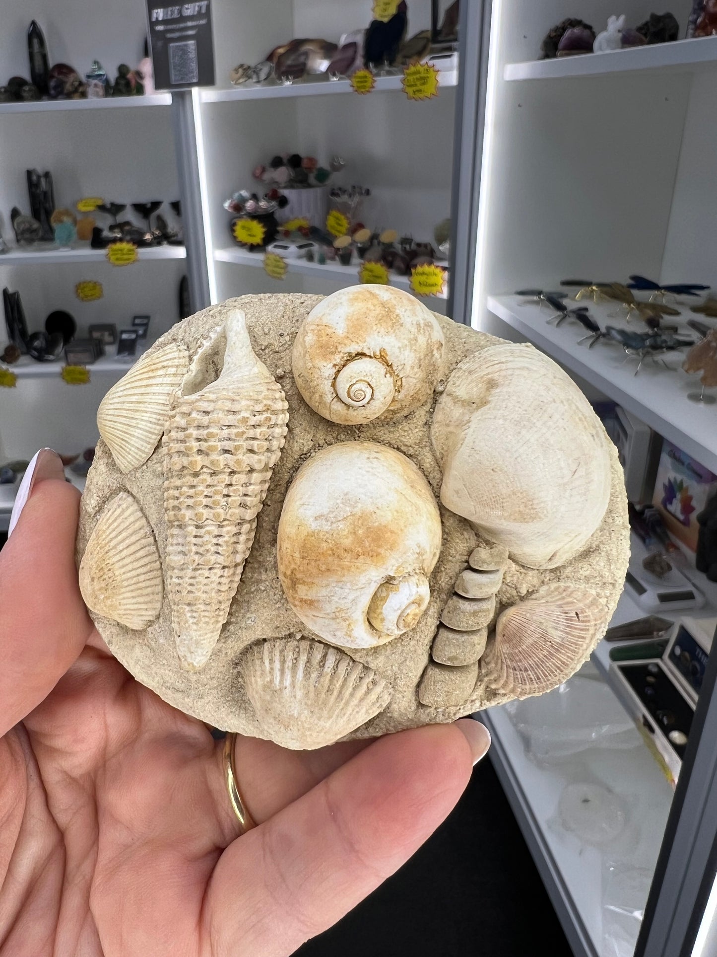 Turritella Shell Cluster Slab